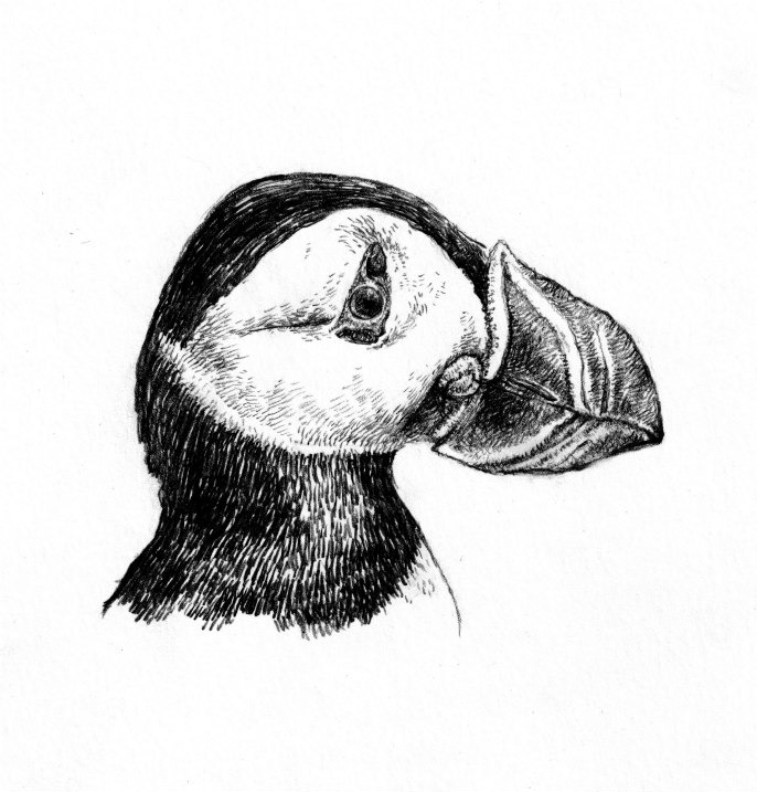 Puffin pandemic drawing Edward Carey