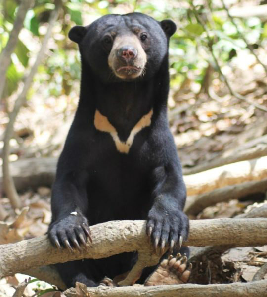 Sun Bear