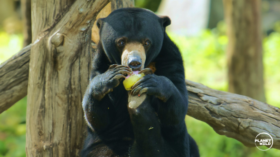 Sun Bear