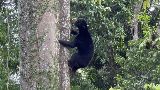 Sun Bear on tree