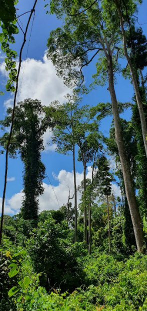 Malaysian Rain Forest Sun Bear Habitat